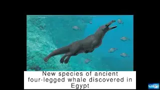 New species of ancient four-legged whale discovered in Egypt
