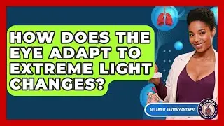 How Does The Eye Adapt To Extreme Light Changes? - All About Anatomy Answers