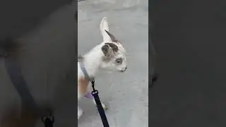 Noel&rsquo;s lil snack #nature #outside #asmr #noises #babynoises#ASMR #outsideasmr #eatingasmr #goat
