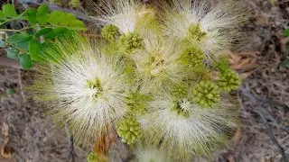 Albizia lebbeck Flowers
