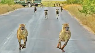 Hyenas Say 