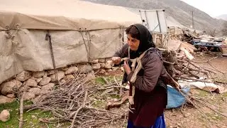 Collecting firewood by Iranian nomads - Nomadic women do very hard work