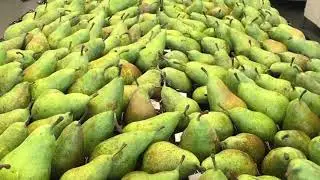 REPEAR: a novel and natural solution for the postharvest pear sector