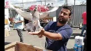 Çalan Bile Satmaya Kıyamaz Beee. Edirne Kapı Kuş Pazarında Bu Hafta, 5 Bölüm. (5/7)