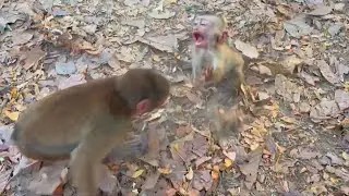 Adorable Royston monkey make sweet play to motivate Baloo monkey to play with him