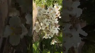 🌻⁷☆&bull;&sup2;■&sup3; Northern Catalpa (Catalpa speciosa) in Trumpet Vine Family (Bignoniaceae)