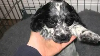 Gracie Our Blue Roan Cocker Spaniel