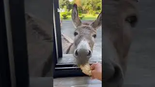 Demanding donkey opens kitchen window for snacks 🤣 (🎥: ViralHog)