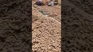 Dry Ginger Exporter from India | MJS Exports | Best Quality for Global Buyers.