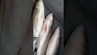 limit out at San Luis Reservoir