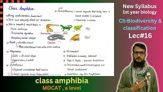 class amphibia