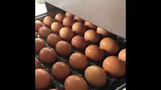 Glaum Eggs Are Cool Air Dried