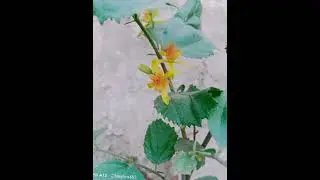 Falsa plant bears flowers in just 1 year | #falsa #kitchengardening #grewiaasiatica #plants