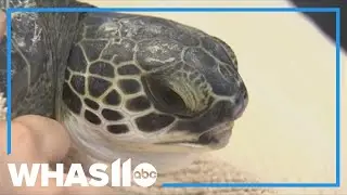 Cold snap threatens sea turtles along Florida coast