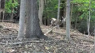 Watching two deer look for acorns 