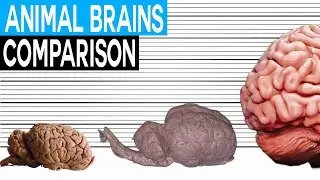 Animal Brain Size Comparison | Biggest Brain Size in the World