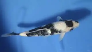 3. Shiro Utsuri 26 cm Female Bloodline M Godzilla Omosako Koi Farm Certificate