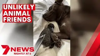 The unlikely friendship between a Gold Coast magpie and dog | 7NEWS