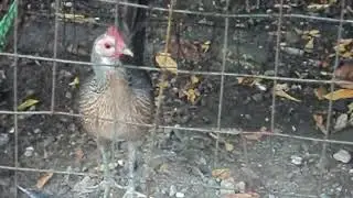 My day vlog. Messing with chickens. Filmed with Sony cybershot DSC W310