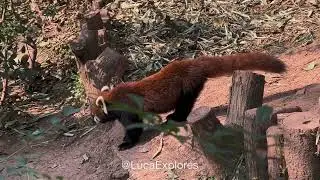 Red Panda Paradise 🧡 Fluffy Moments at Chengdu Panda Base