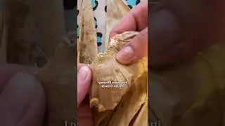 Restoring a turn of the century parasol ☂️ #parasol #restoration #diy #artandcraft #sewing