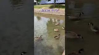 🐟🐠D.C Booth Fish Hatchery #viral #fishing #fish #fishegg #fishingvideo #fyp #caviar #fishtank#fins