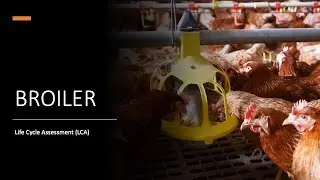 Life cycle assessment (LCA) of Broiler