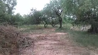 Sasquatch interdimesionals accompanied by a blinking red/white light ball recorded at my ranch.
