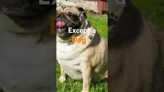 I&rsquo;ll explain in the comments #dog #pug #breeding #unhealthy