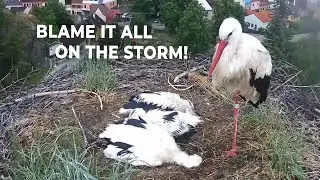 This is What Happened to Our Stork Family Because of The Storm