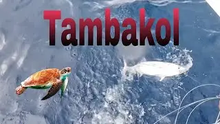 Fishing Tapsay Method Isdang Tambakol Episode 2 |  #fishinglife  | @OtechBlogs