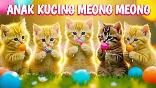 ANAK KUCING MEONG MEONG - LAGU ANAK ANAK - LAGU ANAK INDONESIA POPULER / Nine Kids