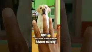 Cute labrador bark training | Dog bark training