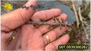 Chăm sóc mai vàng sau khi lãi lá cần làm gì?