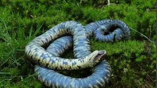 Grass snake (Natrix natrix) pretending to be dead when threatened, Wales, UK
