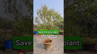 Tulsi plant winter care || Tulsi plant care tips #shorts #tulsiplantcare #tulsiplant
