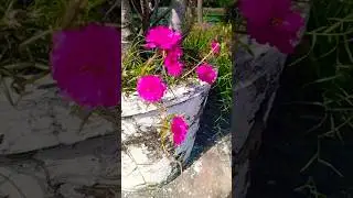 Pink Moss Rose | Morning Bloom Delight