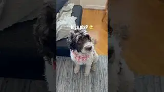 Barbet dog asking politely for his toys. #barbet #cute #dog