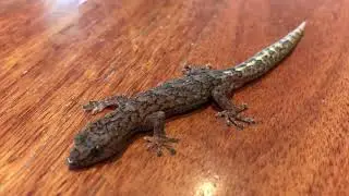 Native Australian Gecko