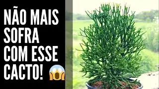 POR ISSO QUE SEU CACTO MACARRÃO [RHIPSALIS] NÃO VAI PRA FRENTE! VEJA ISSO 😱