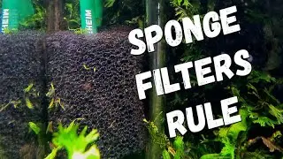 WHY You NEED a SPONGE FILTER in Your AQUARIUM