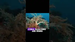 Oceans are heating up faster than ever 🌊🔥 #ClimateChange #OceanWarming #ScienceShorts #DidYouKnow