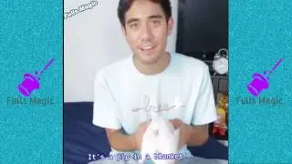 Best Zach King animals magic vines 2016 - Best magic tricks ever