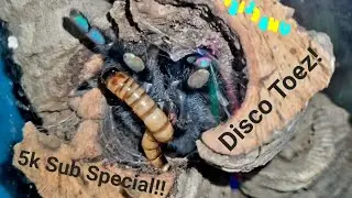 Feeding All of Our Mature Tarantulas! (5k subscriber special??)