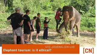 Туризм для наблюдения за слонами: этичный ли он?