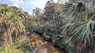 Cabbage Palm Tree with Spathe Overlooks Howell Creek with Orange Hued Water, Cross Seminole Trail! 
