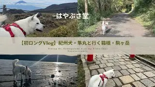 【初ロングVlog】紀州犬隼丸と行く箱根・駒ヶ岳｜Hiking Mt. Komagatake with my Kishu Inu: Hayabusamaru