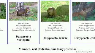 Mamach, ord Rodentia, fine Dasyproctidae dasyprocta mammal variegata Fuse Myoprocta ruatanica ga.