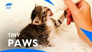 Foster Kittens: Make New Friends, and Capture Everyone's Hearts | Too Cute | Animal Planet