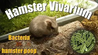 Bio-Active Hamster Vivarium ep.3 Могут ли бактерии разрушать фекалии хомяка?